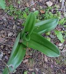 Himantoglossum robertianum