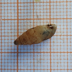 Mastus pupa
