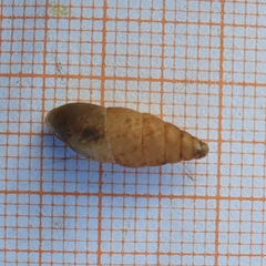 Mastus pupa