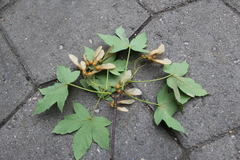 Acer velutinum