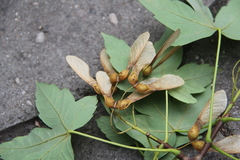 Acer velutinum