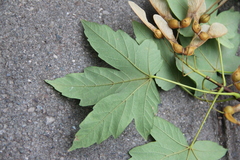 Acer velutinum