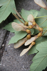 Acer velutinum
