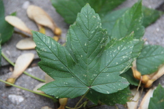Acer velutinum