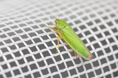 Draeculacephala angulifera