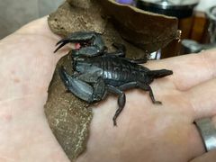 Hadogenes granulatus