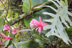 Hylocereeae