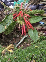 Iochroma fuchsioides