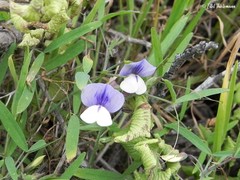 Lathyrus pusillus