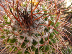 Mammillaria carnea