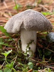 Tricholoma virgatum