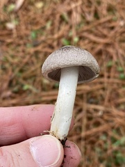 Tricholoma virgatum