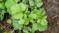 Geum macrophyllum macrophyllum