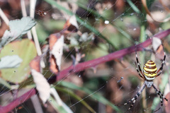 Argyrodes argyrodes