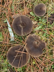 Tricholoma virgatum