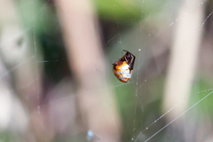 Argyrodes argyrodes