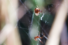 Argyrodes argyrodes