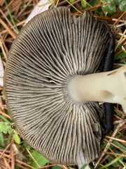 Tricholoma virgatum