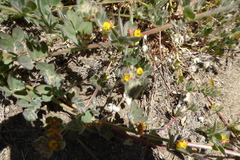Acmispon heermannii heermannii