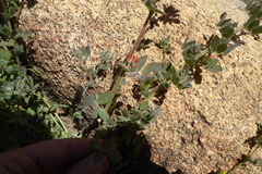 Acmispon heermannii heermannii