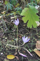 Crocus biflorus adamii