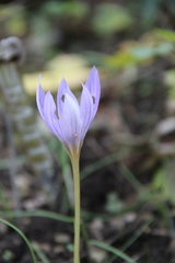 Crocus biflorus adamii