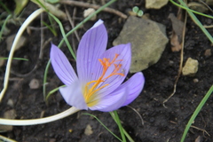 Crocus biflorus adamii