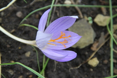 Crocus biflorus adamii