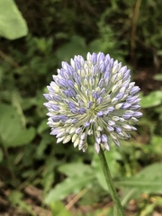 Allium caeruleum