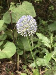 Allium caeruleum