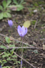 Crocus biflorus adamii