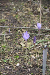 Crocus biflorus adamii