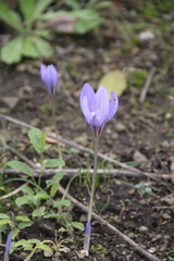 Crocus biflorus adamii