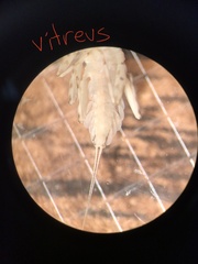 Epeorus vitreus