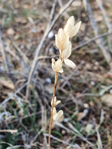 Image of Drimia fugax by (c) Mehdi Chetibi, some rights reserved (CC BY)