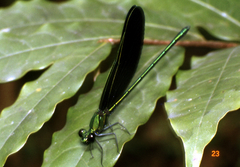 Sapho ciliata