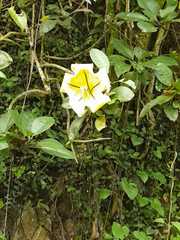 Solandra maxima