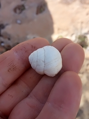 Sphincterochila