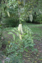 Gleditsia sinensis