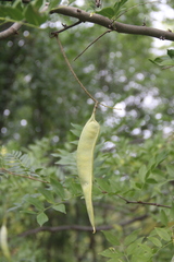 Gleditsia sinensis