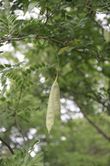 Gleditsia sinensis