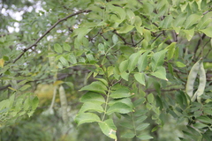Gleditsia sinensis