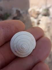 Sphincterochila