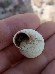 Sphincterochila