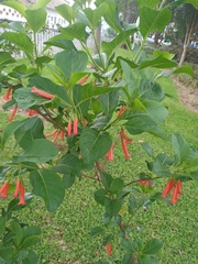Iochroma fuchsioides