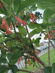 Iochroma fuchsioides