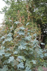 Macleaya microcarpa