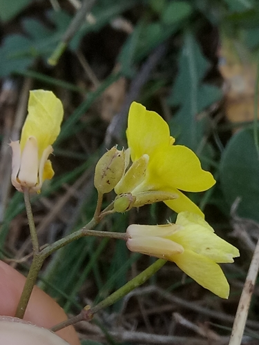 Diplotaxis muralis image