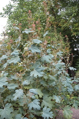 Macleaya microcarpa