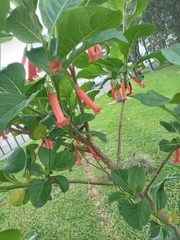 Iochroma fuchsioides